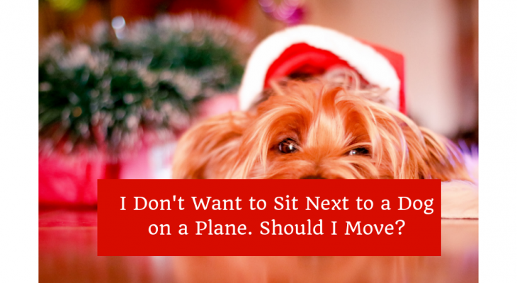 Sit Next to a Dog on a Plane